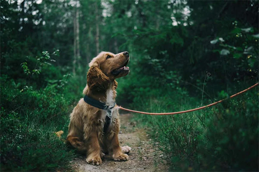 10 bienfaits des promenades pour votre chien que vous ignorez peut-être