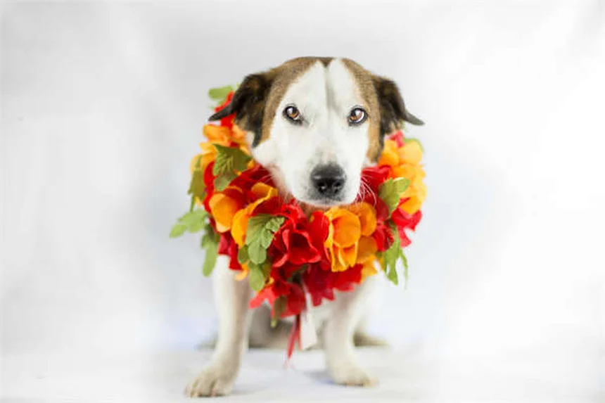 Cheval Arabe : Tout Savoir sur Cette Race Légendaire