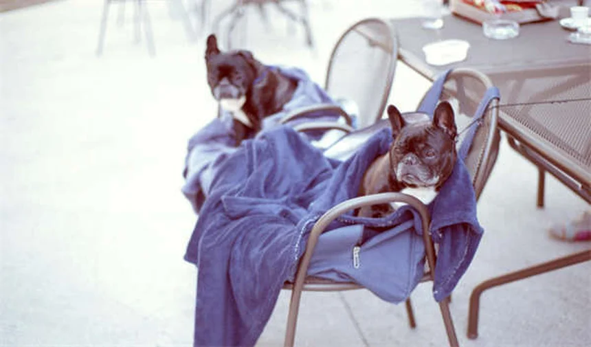 Osmoregulation chez les poissons : comment ils gèrent sel et eau