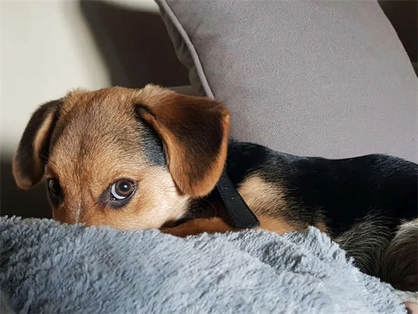 Pourquoi mon chiot pleure : 5 raisons essentielles à connaître
