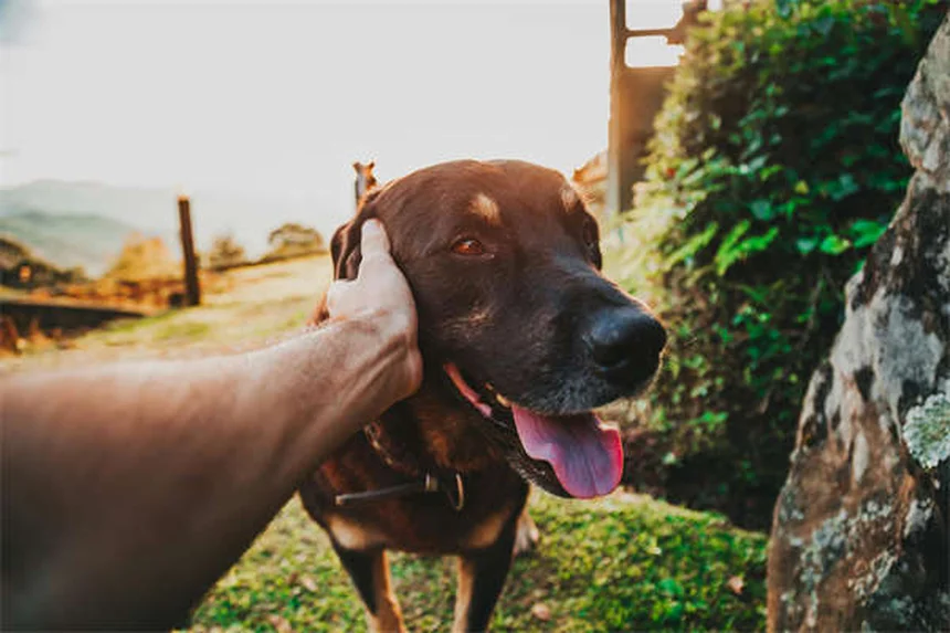 Syncope chez le chien : 5 signes qui doivent alerter