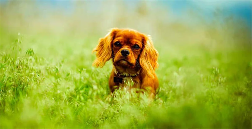 Syncope chez le chien : 5 signes qui doivent alerter