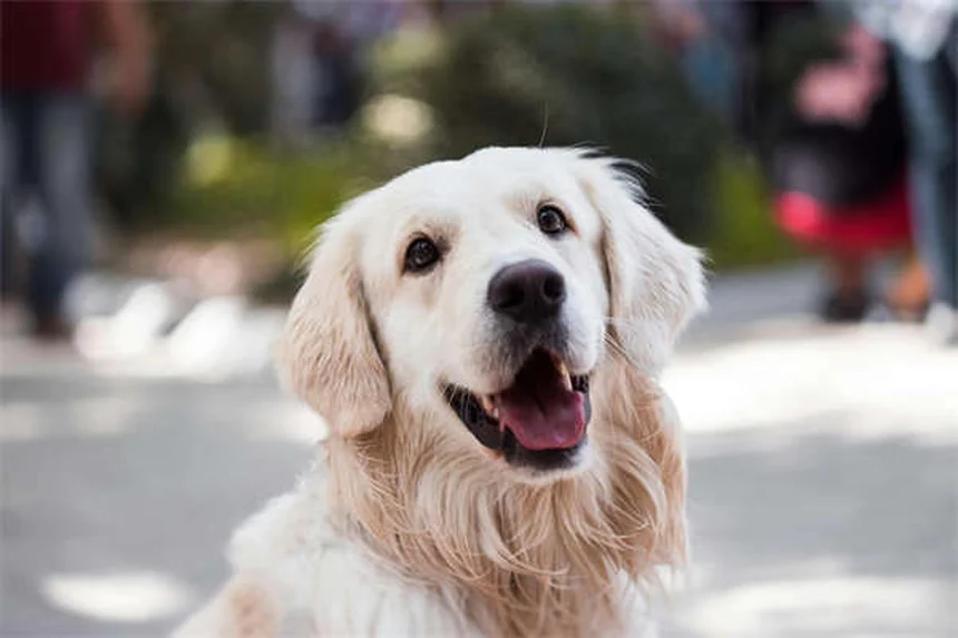 Syncope chez le chien : 5 signes qui doivent alerter