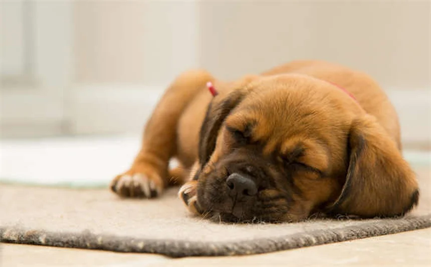 Vomissements bilieux chez le chat : 5 solutions efficaces pour le soulager