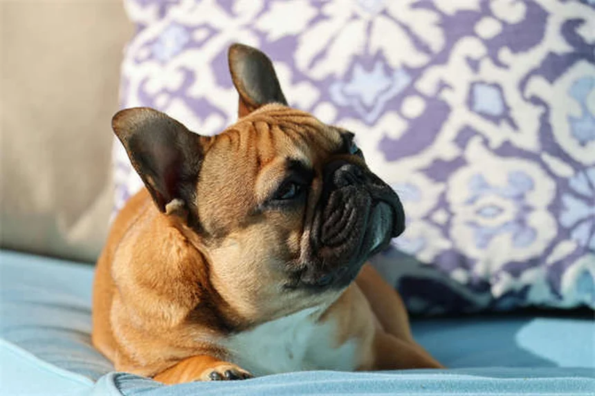 Vomissements bilieux chez le chat : 5 solutions efficaces pour le soulager