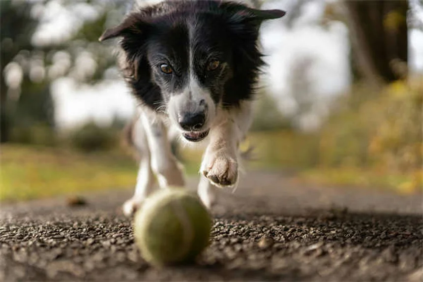 Boule pour hamster : 5 astuces pour une utilisation sans danger