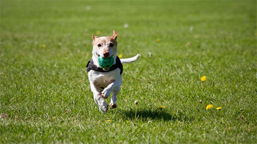 Boule pour hamster : 5 astuces pour une utilisation sans danger