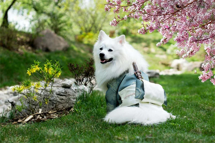 Comment calmer un chien anxieux : 5 solutions efficaces