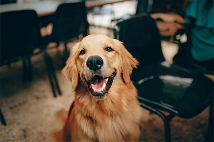 Comment calmer un chien anxieux : 5 solutions efficaces