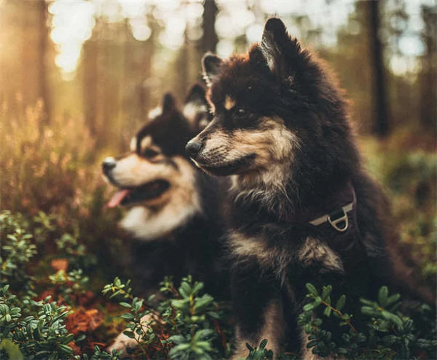 Mon chien ne veut pas jouer à la balle : 5 solutions efficaces