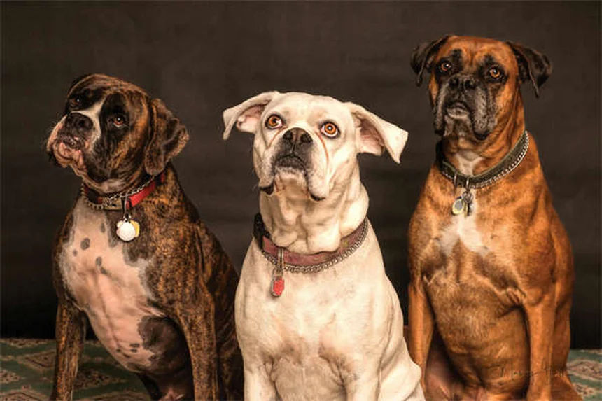 Mon chien ne veut pas jouer à la balle : 5 solutions efficaces