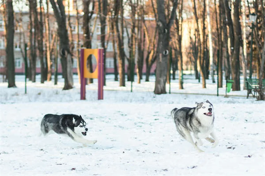 Mon chien ne veut pas jouer à la balle : 5 solutions efficaces